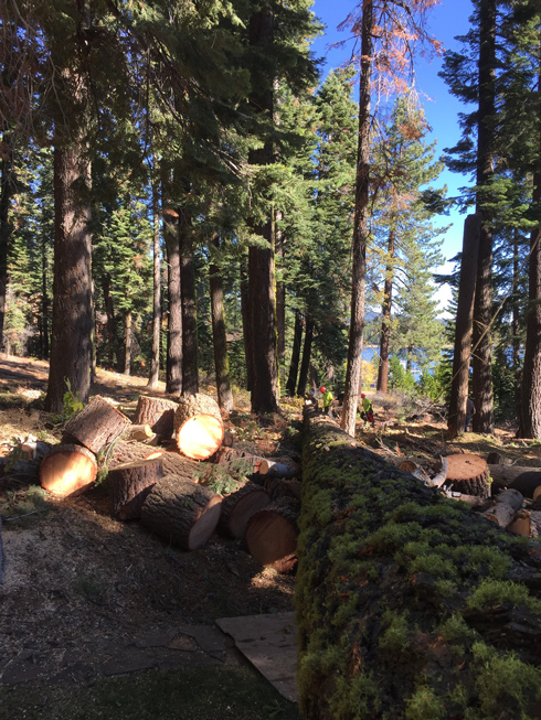A&E Arborists Tree Care Testimonials