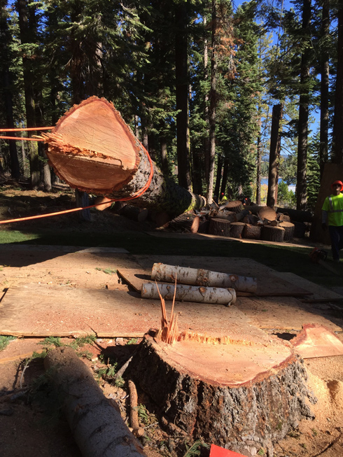 A&E Arborists Tree Care, Yuba City, CA