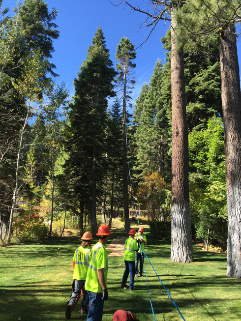 A&E Arborists Tree Care Testimonials