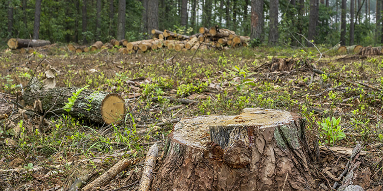 Professional Land Clearing, Brush Clearing, Fire Breaks